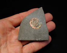 Load image into Gallery viewer, Juvenile iridescent Caloceras display ammonite fossil 24mm
