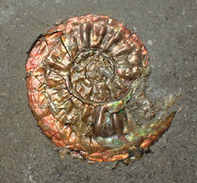 Load image into Gallery viewer, Juvenile iridescent Caloceras display ammonite fossil 24mm

