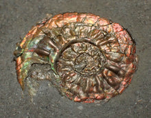 Load image into Gallery viewer, Juvenile iridescent Caloceras display ammonite fossil 24mm
