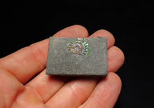 Load image into Gallery viewer, Tiny juvenile iridescent Caloceras display ammonite fossil 16mm
