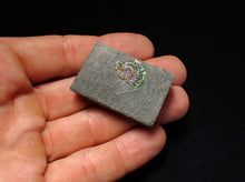 Load image into Gallery viewer, Tiny juvenile iridescent Caloceras display ammonite fossil 16mm
