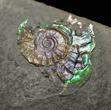 Load image into Gallery viewer, Tiny juvenile iridescent Caloceras display ammonite fossil 16mm
