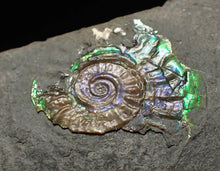 Load image into Gallery viewer, Tiny juvenile iridescent Caloceras display ammonite fossil 16mm
