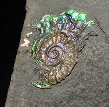 Load image into Gallery viewer, Tiny juvenile iridescent Caloceras display ammonite fossil 16mm
