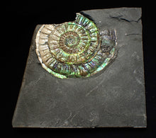 Load image into Gallery viewer, Rare green &amp; blue iridescent Caloceras ammonite fossil 68mm
