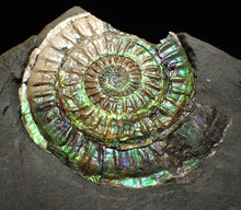 Load image into Gallery viewer, Rare green &amp; blue iridescent Caloceras ammonite fossil 68mm
