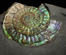 Load image into Gallery viewer, Rare green &amp; blue iridescent Caloceras ammonite fossil 68mm
