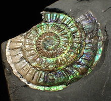 Load image into Gallery viewer, Rare green &amp; blue iridescent Caloceras ammonite fossil 68mm
