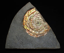 Load image into Gallery viewer, iridescent Psiloceras ammonite fossil display piece
