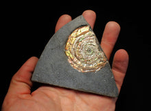 Load image into Gallery viewer, iridescent Psiloceras ammonite fossil display piece
