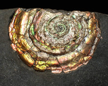 Load image into Gallery viewer, iridescent Psiloceras ammonite fossil display piece

