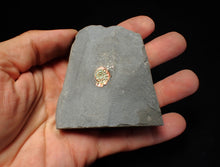 Load image into Gallery viewer, Tiny juvenile iridescent Caloceras display ammonite fossil 13mm
