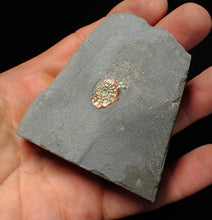 Load image into Gallery viewer, Tiny juvenile iridescent Caloceras display ammonite fossil 13mm
