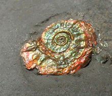 Load image into Gallery viewer, Tiny juvenile iridescent Caloceras display ammonite fossil 13mm
