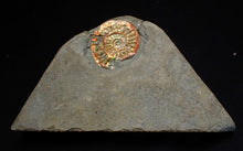 Load image into Gallery viewer, Juvenile iridescent Caloceras display ammonite fossil 23mm
