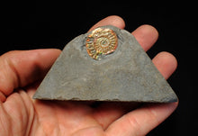 Load image into Gallery viewer, Juvenile iridescent Caloceras display ammonite fossil 23mm
