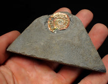Load image into Gallery viewer, Juvenile iridescent Caloceras display ammonite fossil 23mm
