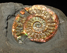 Load image into Gallery viewer, Juvenile iridescent Caloceras display ammonite fossil 23mm
