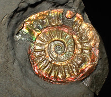 Load image into Gallery viewer, Juvenile iridescent Caloceras display ammonite fossil 23mm
