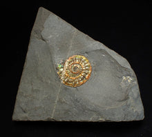 Load image into Gallery viewer, Juvenile iridescent Caloceras display ammonite fossil 22mm
