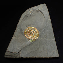Load image into Gallery viewer, Juvenile iridescent Caloceras display ammonite fossil 22mm
