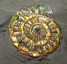 Load image into Gallery viewer, Juvenile iridescent Caloceras display ammonite fossil 22mm
