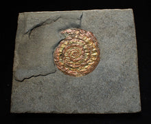 Load image into Gallery viewer, Juvenile iridescent Caloceras display ammonite fossil 34mm
