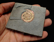 Load image into Gallery viewer, Juvenile iridescent Caloceras display ammonite fossil 34mm
