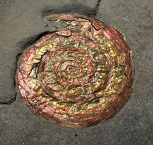 Load image into Gallery viewer, Juvenile iridescent Caloceras display ammonite fossil 34mm
