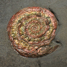 Load image into Gallery viewer, Juvenile iridescent Caloceras display ammonite fossil 34mm
