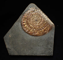 Load image into Gallery viewer, Copper iridescent Caloceras display ammonite fossil 68mm
