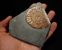 Load image into Gallery viewer, Copper iridescent Caloceras display ammonite fossil 68mm
