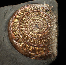 Load image into Gallery viewer, Copper iridescent Caloceras display ammonite fossil 68mm
