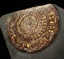 Load image into Gallery viewer, Copper iridescent Caloceras display ammonite fossil 68mm
