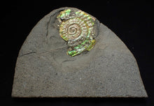 Load image into Gallery viewer, Juvenile green iridescent Caloceras display ammonite fossil 33mm
