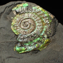 Load image into Gallery viewer, Juvenile green iridescent Caloceras display ammonite fossil 33mm
