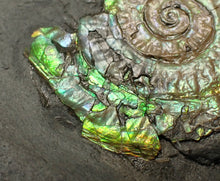 Load image into Gallery viewer, Juvenile green iridescent Caloceras display ammonite fossil 33mm
