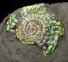 Load image into Gallery viewer, Juvenile green iridescent Caloceras display ammonite fossil 33mm
