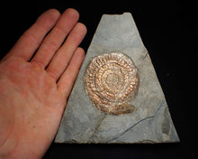Load image into Gallery viewer, Iridescent Caloceras display ammonite fossil (75mm)
