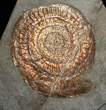 Load image into Gallery viewer, Iridescent Caloceras display ammonite fossil (75mm)
