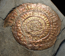 Load image into Gallery viewer, Iridescent Caloceras display ammonite fossil (75mm)
