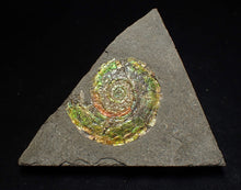 Load image into Gallery viewer, Rare green iridescent Psiloceras ammonite fossil display piece
