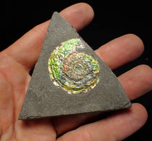 Load image into Gallery viewer, Rare green iridescent Psiloceras ammonite fossil display piece
