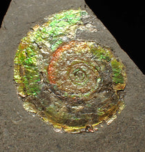 Load image into Gallery viewer, Rare green iridescent Psiloceras ammonite fossil display piece
