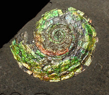 Load image into Gallery viewer, Rare green iridescent Psiloceras ammonite fossil display piece
