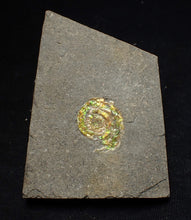 Load image into Gallery viewer, Rare green iridescent juvenile Psiloceras ammonite fossil display piece
