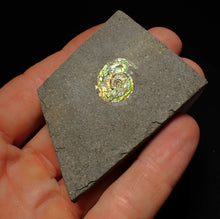 Load image into Gallery viewer, Rare green iridescent juvenile Psiloceras ammonite fossil display piece
