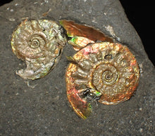 Load image into Gallery viewer, Rare iridescent double-juvenile Psiloceras ammonite fossil display piece
