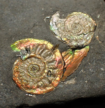 Load image into Gallery viewer, Rare iridescent double-juvenile Psiloceras ammonite fossil display piece
