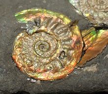Load image into Gallery viewer, Rare iridescent double-juvenile Psiloceras ammonite fossil display piece
